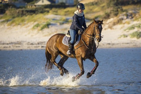 Banner: Reiten